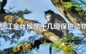 怒江金丝猴属于几级保护动物