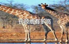 长颈鹿有多高