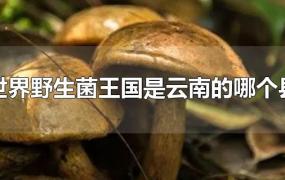 世界野生菌王国是云南的哪个县