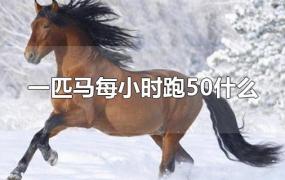 一匹马每小时跑50什么