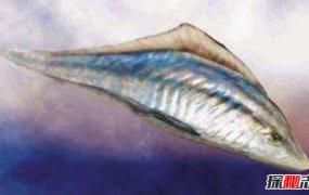 奥陶纪十大恐怖生物 其中几种依旧生活在海洋深处