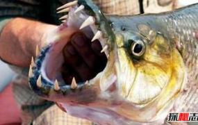 史上最恐怖的鱼类：虎鱼口大牙齿锋利（至少吃了500人）