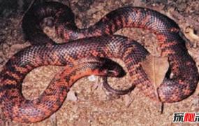 世界最美的蛇 魔鬼蛇红黑黄相间毒性极强