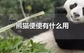 熊猫便便有什么用