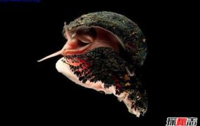 世上壳最硬的蜗牛：鳞角腹足蜗牛子弹都不怕（自带盔甲）