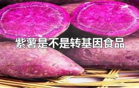 紫薯是不是转基因食品