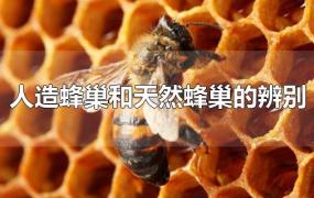 人造蜂巢和天然蜂巢的辨别