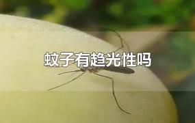 蚊子有趋光性吗