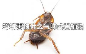 蟑螂害怕什么气味或者植物