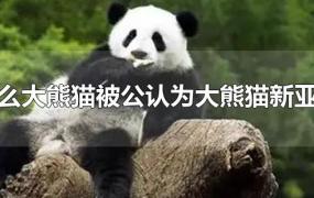 什么大熊猫被公认为大熊猫新亚种