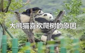 大熊猫喜欢爬树的原因