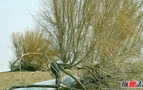 五大防风固沙植物：保护沙漠的必备植物（蚂蚁森林常见）