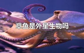 章鱼是外星生物吗