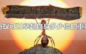 蚂蚁可以举起自身多少倍的重量