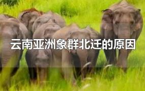 云南亚洲象群北迁的原因