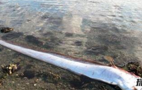 世界最长的鱼：龙王鱼,最长7.6米(曾被认为是真龙)