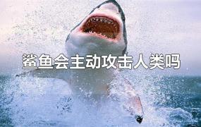 鲨鱼会主动攻击人类吗