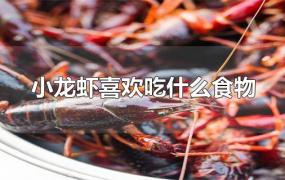 小龙虾喜欢吃什么食物