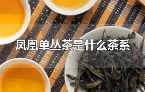 凤凰单丛茶是什么茶系