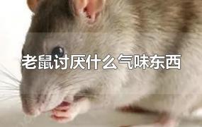 老鼠讨厌什么气味东西
