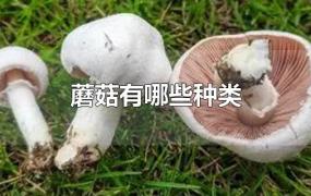 蘑菇有哪些种类