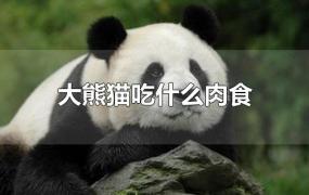 大熊猫吃什么肉食
