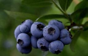 蓝莓可以用清水洗干净吗