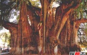 世界上最古老的树排名，欧洲云杉树龄近万岁（未停止生长）