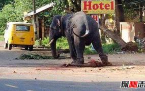 世界上最记仇的动物，大象报仇十年不晚