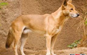 世界上最稀有的狗品种：葡萄牙水犬会捕鱼,第一种或已灭绝！