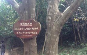 世界上最稀有的树：普陀鹅耳枥,全球仅此一颗(观音所种)
