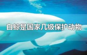 白鲸是国家几级保护动物