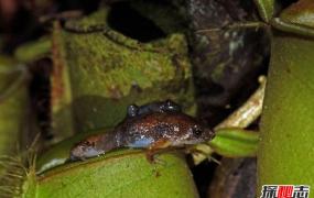 世界上最小的青蛙，阿马乌童蛙成年个体只有7毫米左右