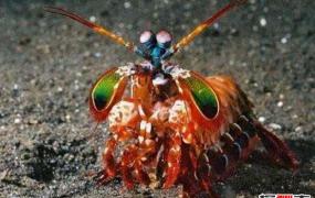 世界上最凶猛的虾，雀尾螳螂虾无人敢抓(海洋无敌拳击手)