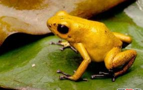 世界上最毒动物黄金箭毒蛙，毒素可1分钟毒死3人(没天敌)
