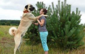 世界第一巨犬，土耳其坎高犬(站立超2米/土耳其国宝)