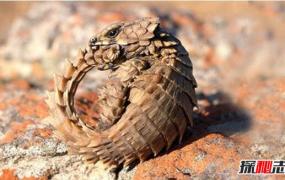 史上最像龙的动物，南非犰狳蜥内心蠢萌接近天价(视频)