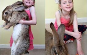 世界上最大的兔子，大流士兔子体长1.2米重达45斤