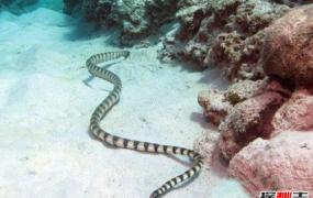 海洋第二毒王艾基特林海蛇，咬一口瞬间致死(药石无医)