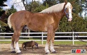 世界上最矮的马，迷你马只有马的六分之一(出生只有31cm)