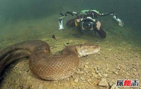 人类发现世界上最大的蛇有多大，世界上最大的蛇97米