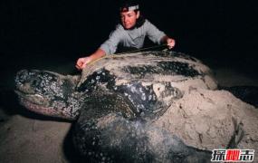 世界上最大的乌龟，棱皮龟海洋最大/象龟陆地最大(图片)
