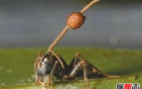 世界上最古老的僵尸蚂蚁，被4800万年前真菌侵蚀大脑致死