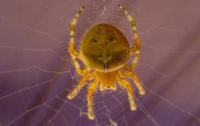 世界上最罕见的笑脸蜘蛛，每张笑脸都是独一无二的(奇葩)