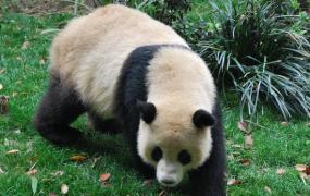 野生大熊猫平均寿命