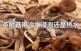 茶树菇用冷水浸泡还是热水