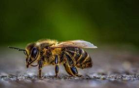 蜂子种类