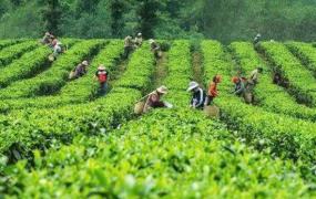 杭州龙井是绿茶吗