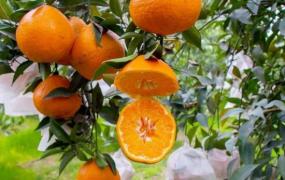 果冻橙和粑粑柑一样吗