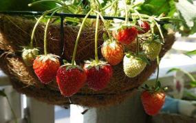 四季草莓和奶油草莓的区别